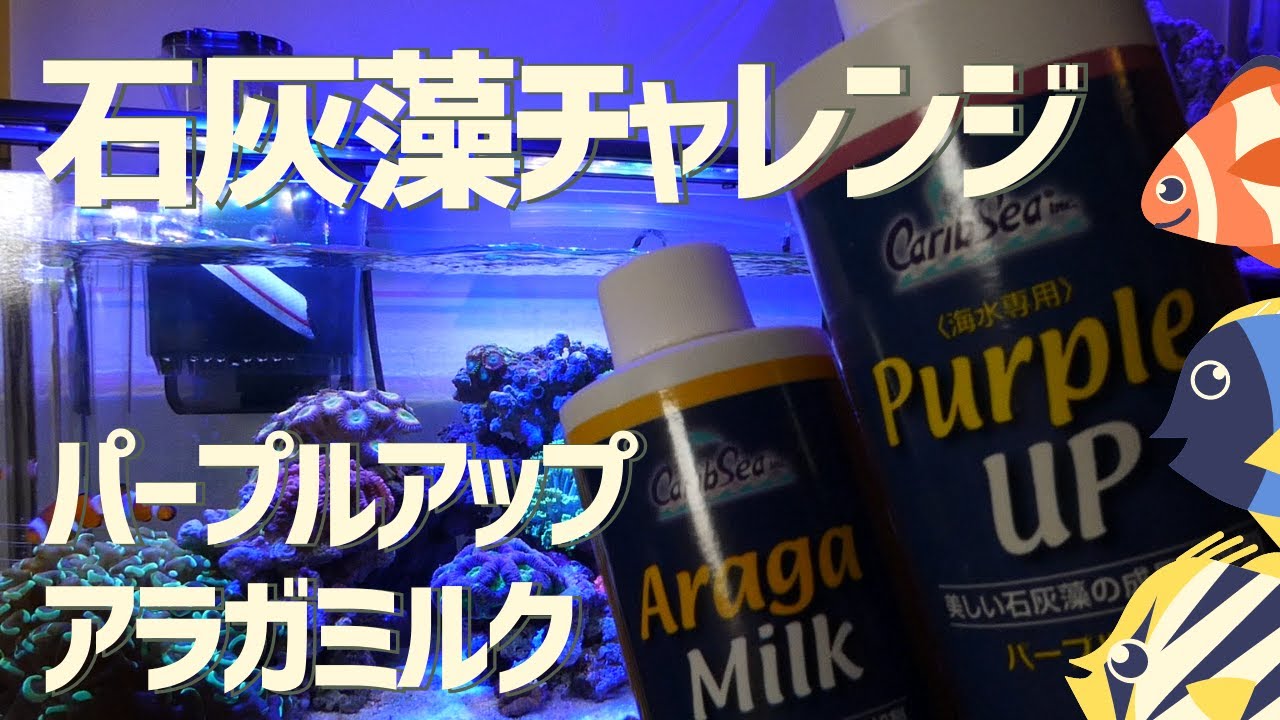石灰藻チャレンジ】パープルアップとアラガミルクを入れてみたPart1