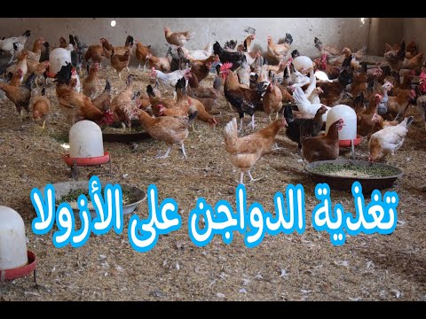 فيديو: تستدعي K9 Natural Ltd طواعية طعام الدجاج المجمد طعام الحيوانات الأليفة الخام بسبب الليستريا المحتملة