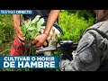 ¿Por Qué El Negocio De La Coca NO Tiene Fin En Colombia? - Testigo Directo