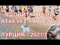 Ядовитая рыба атакует туристов  в Турции!  Отель Sirius Deluxe 2022