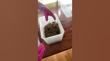 🌱 GROWING my PACKAGING 📦🍄 follow my mycelium journey @the.colour.v #shorts #short #shortsvideo