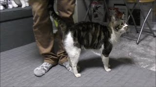 パパを追い掛け回す甘えん坊猫リキちゃん☆可愛いストーカー猫☆足元でじゃれる猫【リキちゃんねる　猫動画】Cat videos キジトラ猫との暮らし