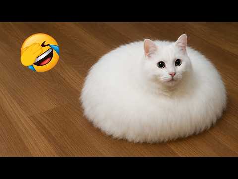 Best Funny Cat Moments of 2026 😼Try Not To Laugh😜 Funny Animals Life  Part 7