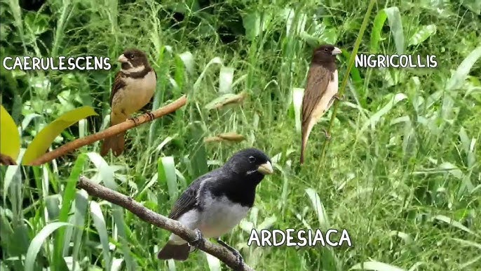 Ecoparque Municipal das Sucupiras - Coleirinho Sporophila