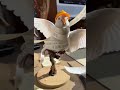 AI's Cutest Filter: Unleash Your Inner Artist