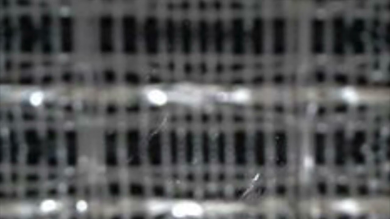 Bulk Of Strain - The Nest