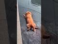 HILARIOUS DOGS Doing Silly Things (NEW) | Best Puppy Fails for a Bad Day #shorts