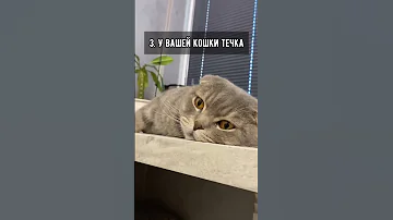 Почему коты поднимают попу?