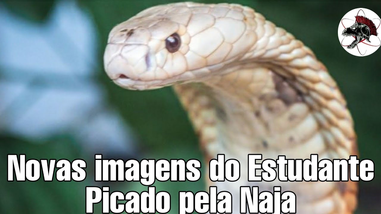 Novas imagens da NAJA que picou estudante | Biólogo Henrique o Biólogo das Cobras