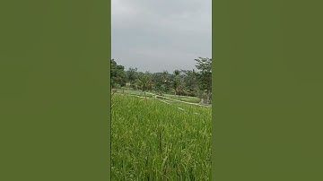 Alat pengusir burung dari sampah botol bekas #sawah