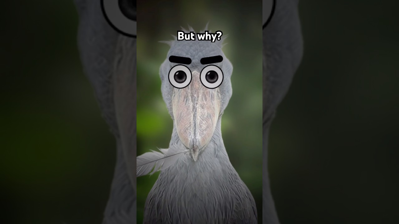 The World’s DUMBEST Bird 🐦 #shorts