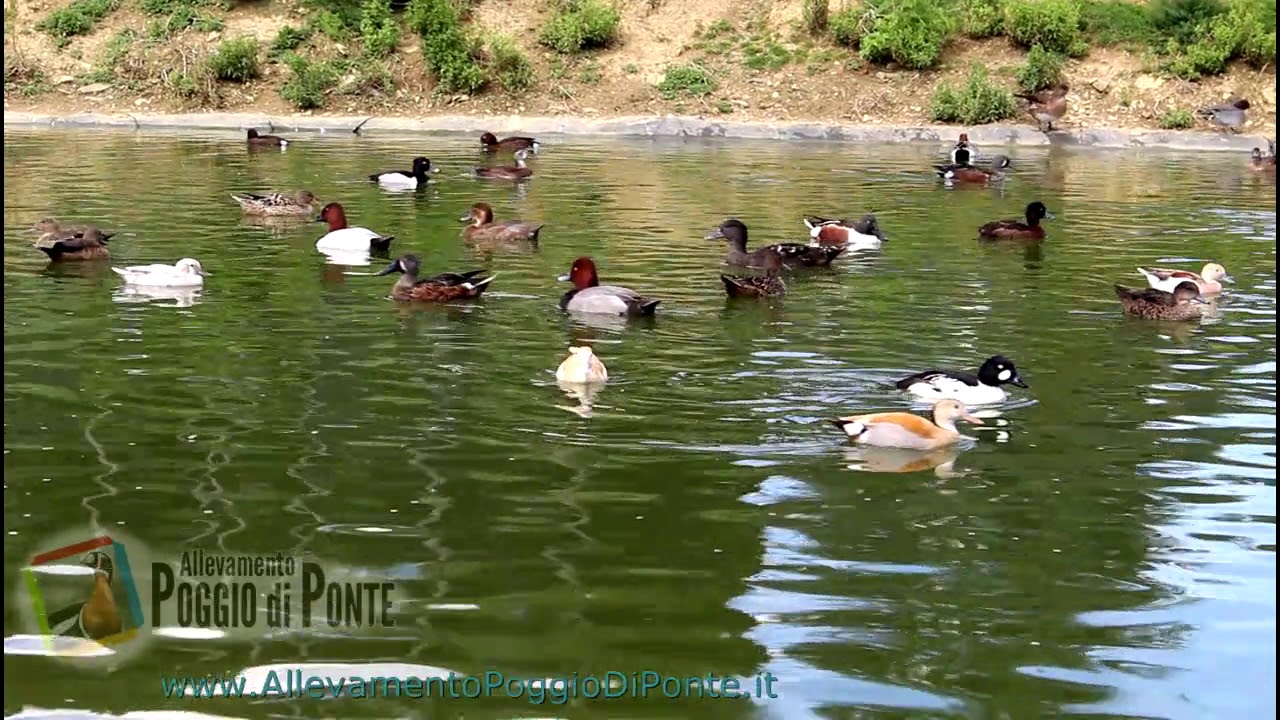 Acquatici Nel Laghetto Waterfowls At The Water Pond Youtube