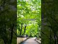 비 오는날 창덕궁. 그 두번째 이야기. “후원”. #piano #music #travel #은설전통수제디저트 #창덕궁 #후원 #창덕궁후원