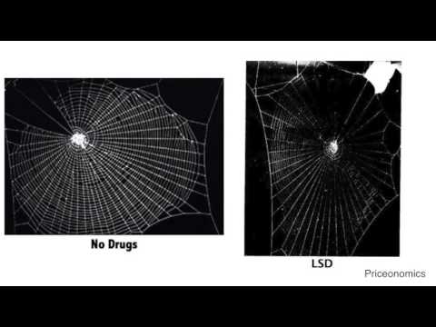 Drugs Given To Spiders Change How They Weave Their Webs