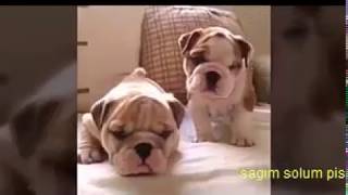 En Komik Kopek Videoları