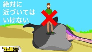 【衝撃】打ち上げられたクジラに絶対に近づいてはいけない理由
