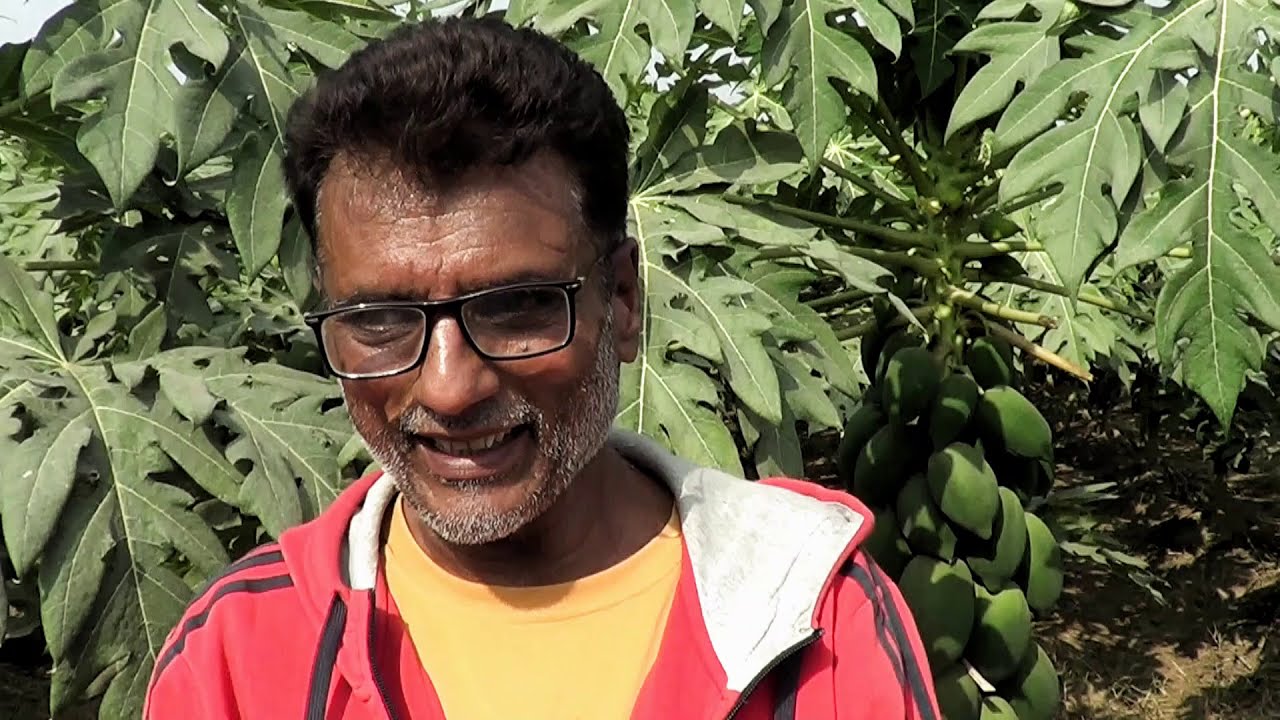 Success Story of OFWM Drip Irrigation System on Papaya Orchard by