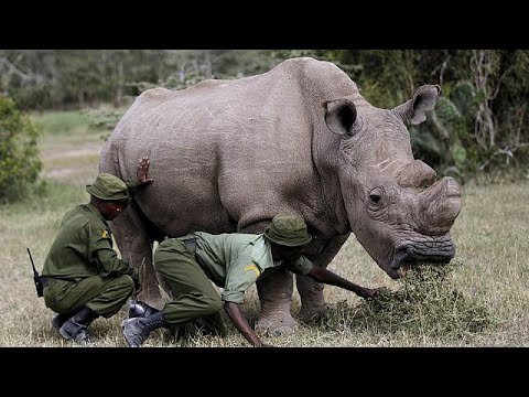 World's last male northern white rhino dies