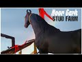 Noor Garh Stud Farm's Golden Rock, Mohini & Jas Baksh at Pushkar Horse Fair 2021