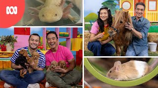 Kids Guide To Taking Care Of Pets Play School