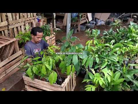 Packing Kuat & Aman! Bibit Jengkol Siap Kirim Wilayah Bogor