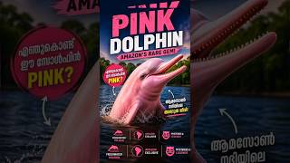 “എന്തുകൊണ്ട് dolphin pink color ആകുന്നു?”#viral #shorts