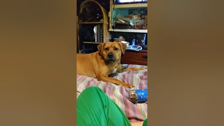 PYRA OUR 4 YEAR OLD PIT BULL TALKING TO US..