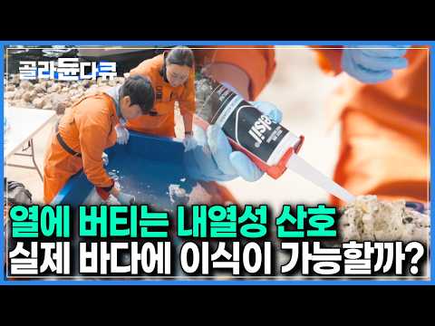 높아져가는 해양 온도로 죽어가는 바다의 산호들, 그리고 현재 세계 최대 규모 인공바다에서 진행되는 내열성 산호 이식｜최후의 인류｜#골라듄다큐