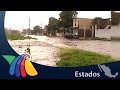 Cocodrilos se pasean por calles de Tamaulipas | Noticias de Tamaulipas