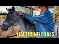 HOW WE CATCH & HALTER FOALS | MORE DATING ADVICE FROM HENSON