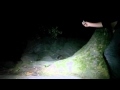 Raccoon