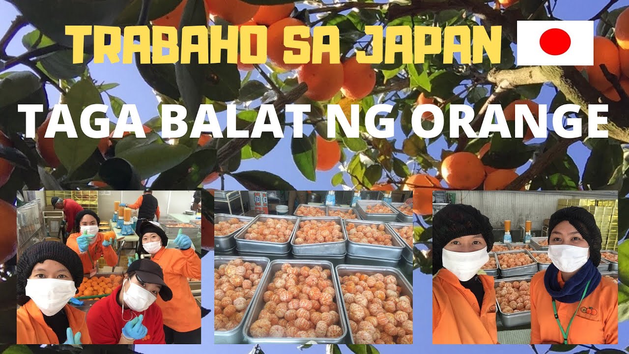 TRABAHO SA JAPAN TAGA BALAT NG ORANGE WORK ABROAD ORANGE PICKER