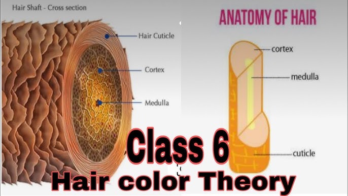 Hair Color Theory Class 5, What is PH Scale