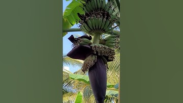 #Shorts Hoa Chuối Trị Được Nhiều Bệnh Rất Tốt Cho Sức Khỏe