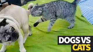 The Ultimate Dog vs Cat Viral Video Compilation | WHO WILL WIN?!