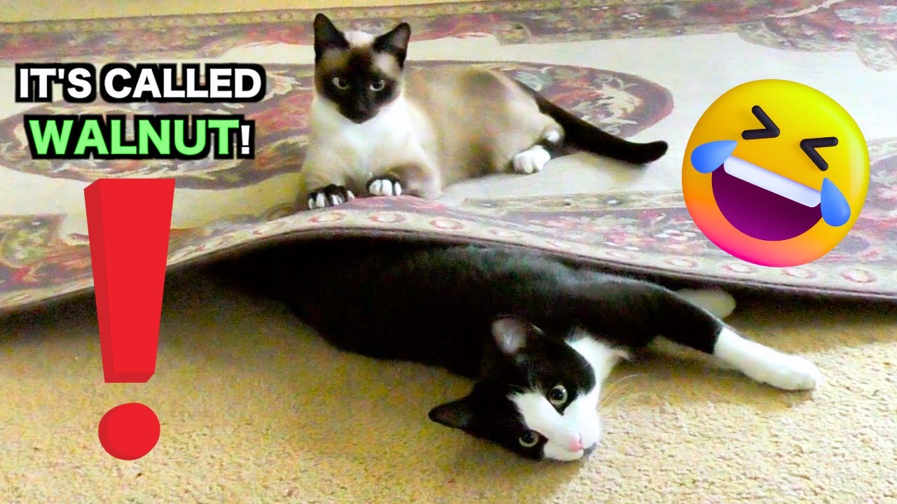 Cat Rug Meme CATS TALKING TO EACH OTHER ABOUT A RUG MEME (funny!) - YouTube