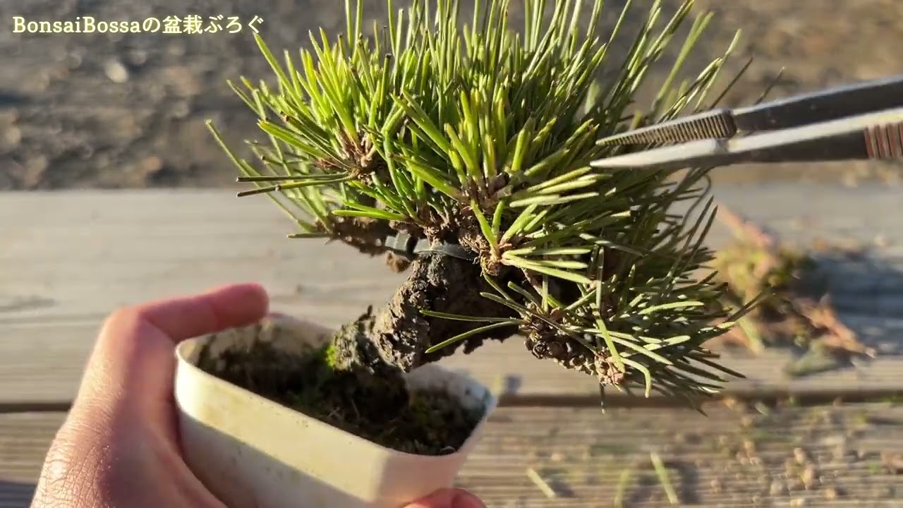 【KRM3】黒松のお掃除 #盆栽 #bonsai