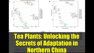 Tea Plants: Unlocking the Secrets of Adaptation in Northern China