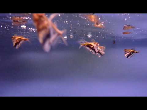 knowledge base Marble Hatchetfish