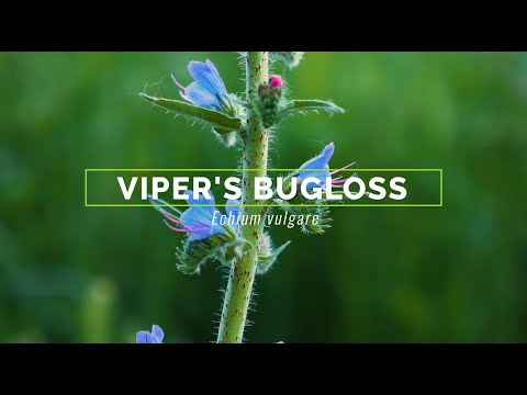 Video: Viper's Bugloss Flower - missä ja miten kasvatetaan kyykäärmekasvia