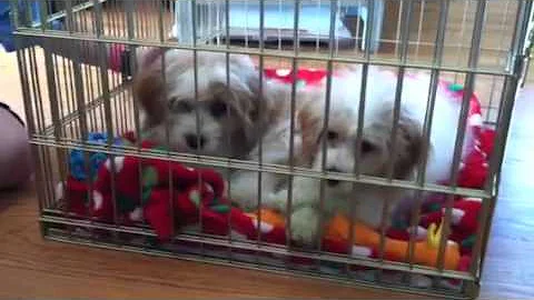 Tucker and Daisy