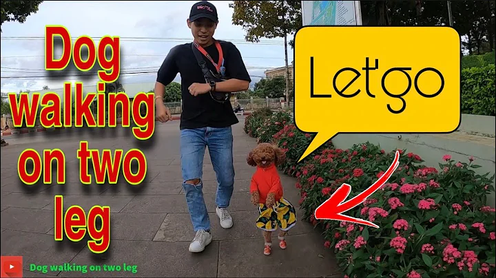 Dog walking on two leg go get sandals for the owner