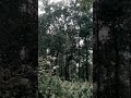 Suasana Hutan Kalimantan #hutan #alam #kalimantan