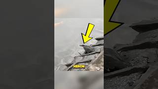 This Bird Is Smarter Than You Think