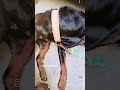 Mera sehjada❤️❤️#shortsfeed #comedyvideos #youtubeshorts #rottweiler#2025 #shortsviral