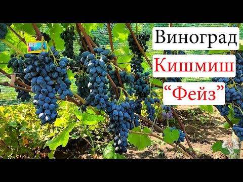 Виноград Кишмиш Фейз – заменит ли он Кишмиш Юпитер?