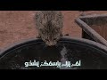 يا رسول الله قلبي