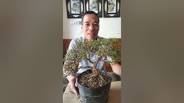 Cách cứu cây bị héo khô lá do thiếu nước