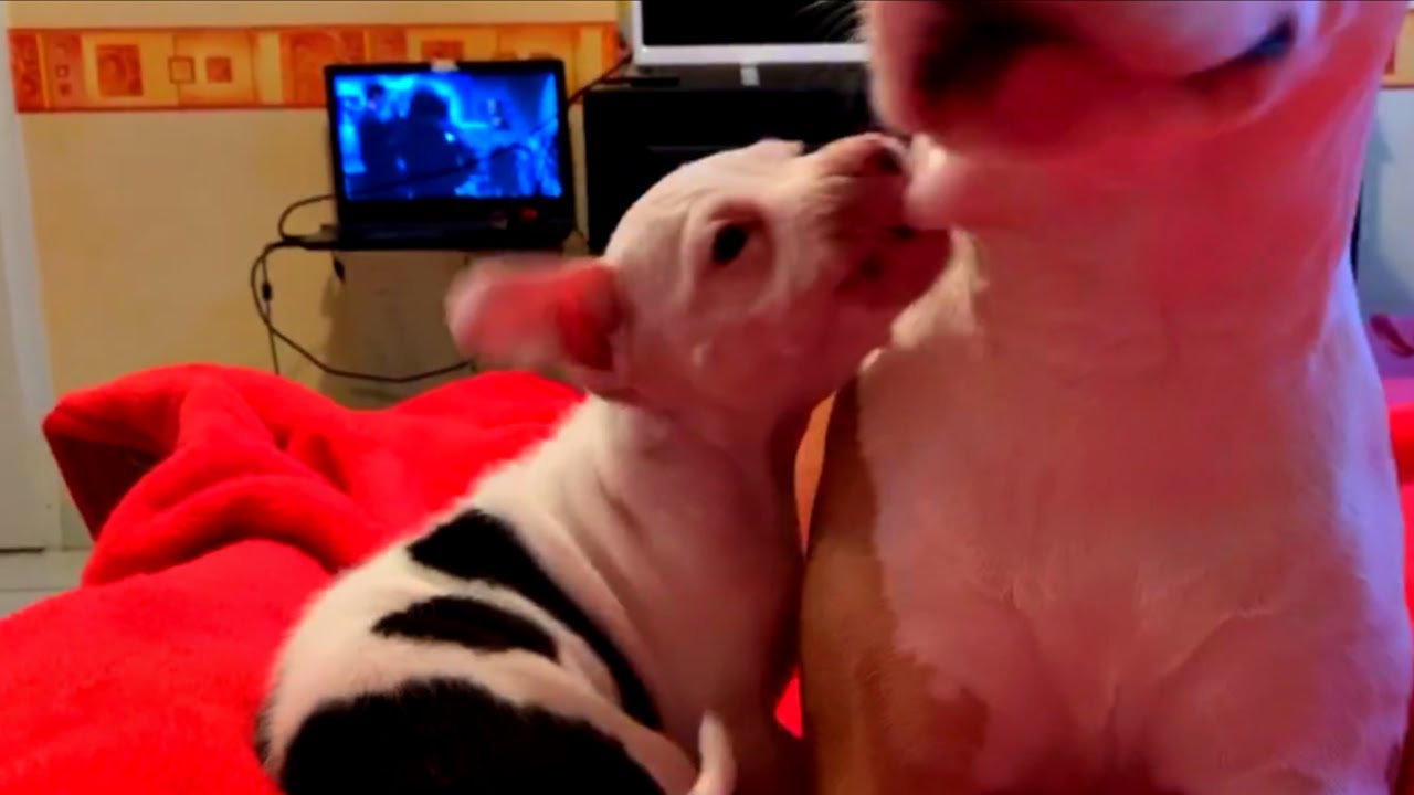 ORLA MORD ET FAIT LA MISÈRE NALA ! ELLE SUBIT DE OUF 😂