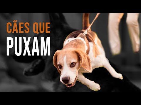 Vídeo: Como Fazer Seu Cachorro Parar De Puxar A Coleira